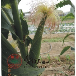 【萌田種子~】N33 豐川玉米筍種子6.8公克(約35粒) , 紅鬚玉米筍 , 口感脆甜清香 ~-細節圖2
