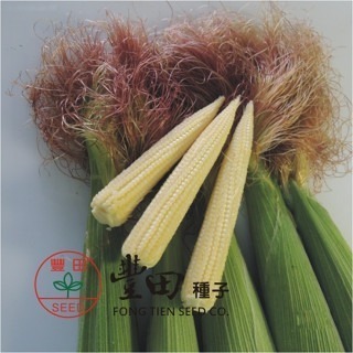 【萌田種子~】N33 豐川玉米筍種子6.8公克(約35粒) , 紅鬚玉米筍 , 口感脆甜清香 ~-細節圖3