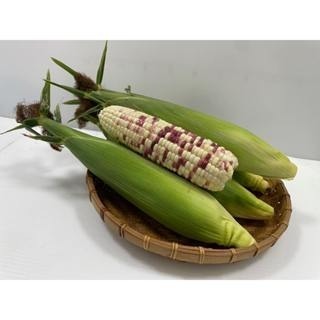 【萌田種子~】N34 白Q甜826甜糯玉米種子6公克 (約33粒), 冠軍品種 , 白Q甜802玉米升級版~-細節圖2