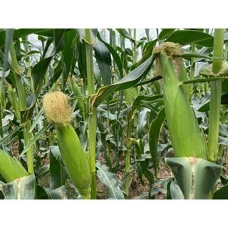 【萌田種子~】N34 白Q甜826甜糯玉米種子6公克 (約33粒), 冠軍品種 , 白Q甜802玉米升級版~-細節圖5