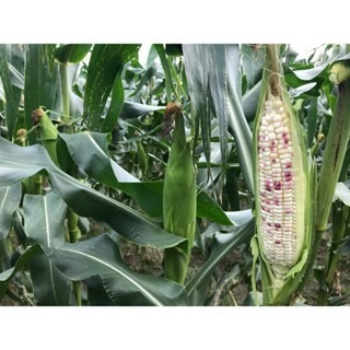 【萌田種子~】N35 白Q甜802甜糯玉米種子6公克(約30粒) , 耐倒伏 , 耐病力佳~-細節圖2