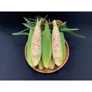 【萌田種子~】N35 白Q甜802甜糯玉米種子6公克(約30粒) , 耐倒伏 , 耐病力佳~-細節圖3