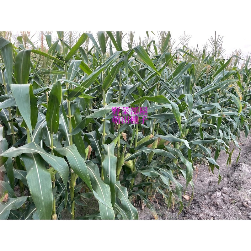 【萌田種子~】N36 黃金868超甜玉米種子5公克(約40粒) , 高度適中 , 耐病力佳~-細節圖3