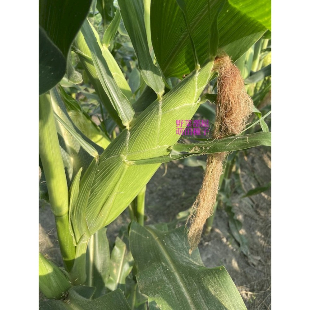 【萌田種子~】N36 黃金868超甜玉米種子5公克(約40粒) , 高度適中 , 耐病力佳~-細節圖4