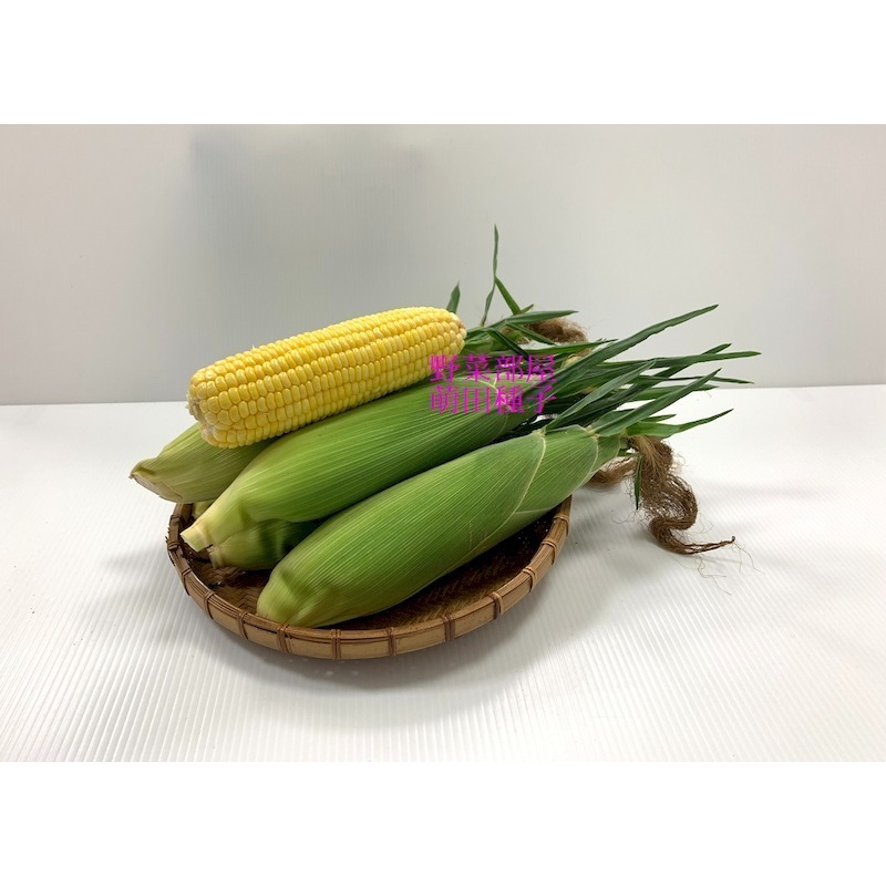 【萌田種子~】N36 黃金868超甜玉米種子5公克(約40粒) 黃色甜玉米 高度適中 耐病力佳~-細節圖2