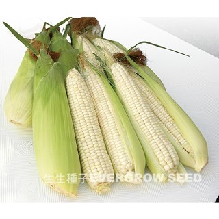 【萌田種子~】N37 白玉甜心甜糯玉米種子6公克(約17~19粒) , 口感細緻軟糯香甜~-細節圖2