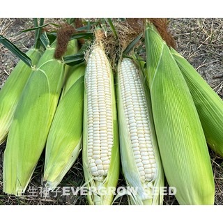 【萌田種子~】N37 白玉甜心甜糯玉米種子6公克(約17~19粒) , 口感細緻軟糯香甜~-細節圖3