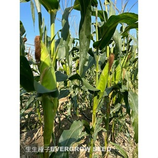 【萌田種子~】N37 白玉甜心甜糯玉米種子6公克(約17~19粒) , 口感細緻軟糯香甜~-細節圖4