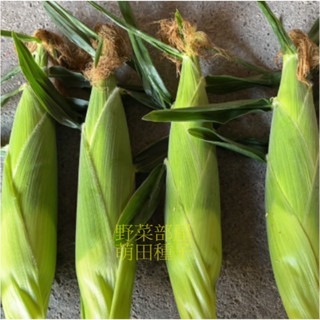 【萌田種子~】N38 232薄殼甜玉米種子3公克(約20粒種子) ,皮薄 ,可生食, 甜度高~-細節圖4