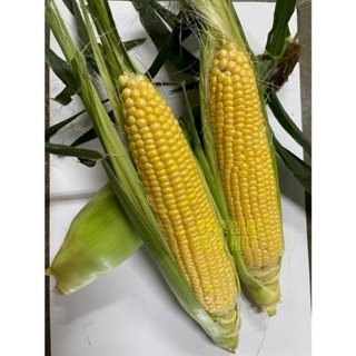 【萌田種子~】N38 232薄殼甜玉米種子3公克(約20粒種子) ,皮薄 ,可生食, 甜度高~-細節圖5