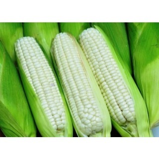 【萌田種子~】N41 210白色糯玉米種子5公克(約20~21粒) , 水煮玉米指定品種~-細節圖2