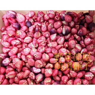 【萌田種子~】N41 210白色糯玉米種子5公克(約20~21粒) , 水煮玉米指定品種~-細節圖3