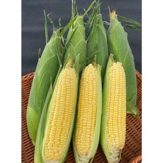 【萌田種子~】N42 金順939超甜甜玉米種子3.5公克(約25粒) ,耐熱 ,耐雨 ,抗病 ,苞葉色漂亮~-細節圖2