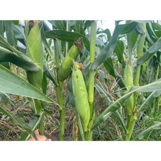 【萌田種子~】N42 金順939超甜甜玉米種子3.5公克(約25粒) ,耐熱 ,耐雨 ,抗病 ,苞葉色漂亮~-細節圖3