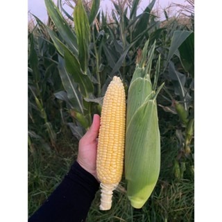 【萌田種子~】N42 金順939超甜甜玉米種子3.5公克(約25粒) ,耐熱 ,耐雨 ,抗病 ,苞葉色漂亮~-細節圖4