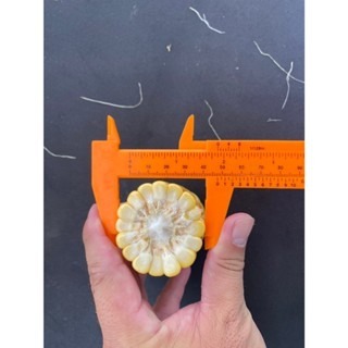 【萌田種子~】N42 金順939超甜甜玉米種子3.5公克(約25粒) ,耐熱 ,耐雨 ,抗病 ,苞葉色漂亮~-細節圖5