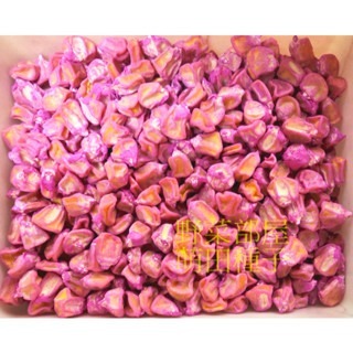 【萌田種子~】N43 佳穗9號超甜玉米種子4公克(約24~26粒) ,早生品種 ,耐熱 ,米粒大 ,甜度高,蔬菜種子~-細節圖3