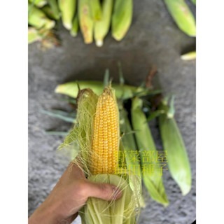 【萌田種子~】N43 佳穗9號超甜玉米種子4公克(約24~26粒) ,早生品種 ,耐熱 ,米粒大 ,甜度高,蔬菜種子~-細節圖4