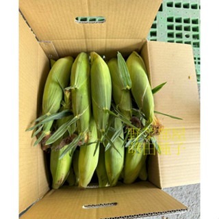 【萌田種子~】N43 佳穗9號超甜玉米種子4公克(約24~26粒) ,早生品種 ,耐熱 ,米粒大 ,甜度高,蔬菜種子~-細節圖5