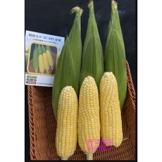 【萌田種子~】N46 金鑽989超甜玉米種子2.3公克(約15粒) , 夏季容易栽培 , 口感及甜度佳 ,皮薄多汁~-細節圖2