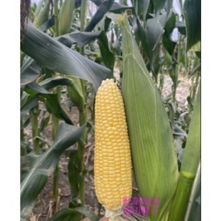 【萌田種子~】N46 金鑽989超甜玉米種子2.3公克(約15粒) , 夏季容易栽培 , 口感及甜度佳 ,皮薄多汁~-細節圖3