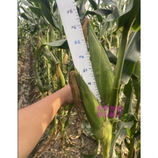 【萌田種子~】N46 金鑽989超甜玉米種子2.3公克(約15粒) , 夏季容易栽培 , 口感及甜度佳 ,皮薄多汁~-細節圖4