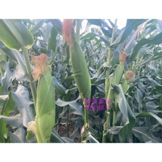 【萌田種子~】N46 金鑽989超甜玉米種子2.3公克(約15粒) , 夏季容易栽培 , 口感及甜度佳 ,皮薄多汁~-細節圖5