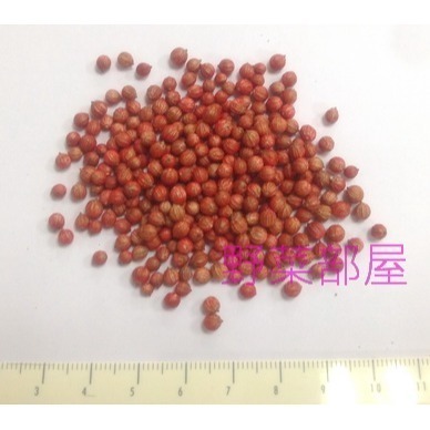 【萌田種子~】O09 泰國耐熱香菜種子14公克(約1400粒) ,泰國進口種子 ,耐熱品種 ~-細節圖3