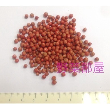 【萌田種子~】O09 泰國耐熱香菜種子14公克(約1400粒) ,泰國進口種子 ,耐熱品種 ~-細節圖3