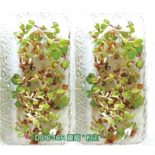 【萌田種子~】Q02 粉玉蘿蔔芽菜種子13公克(約1300粒) ,生長快速 ,口感帶點辣味~-細節圖2