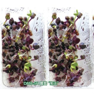 【萌田種子~】Q03 紫玉蘿蔔芽菜種子8.5公克(約650粒) ,生長快速 ,口感帶點辣味~-細節圖2