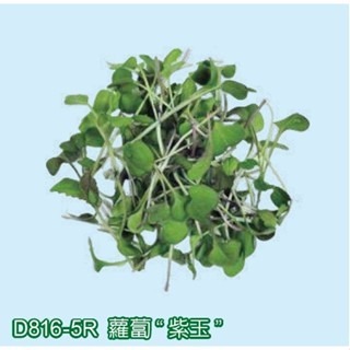 【萌田種子~】Q03 紫玉蘿蔔芽菜種子8.5公克(約650粒) ,生長快速 ,口感帶點辣味~-細節圖3