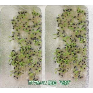 【萌田種子~】Q05 香妃羅勒芽菜種子1公克(約650粒) , 甜羅勒 , 料理常見之香草植物~-細節圖2