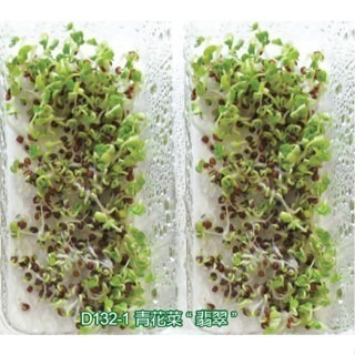 【萌田種子~】Q06 青花菜芽菜種子10公克(約3000粒) , 綠花椰菜種子 , 富含豐富花青素~-細節圖2
