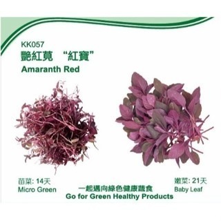 【萌田種子~】Q10 豔紅莧芽菜種子11公克(約16000粒) ,紅寶品種 ,生長快速 ,口感清香~-細節圖2