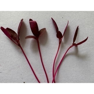 【萌田種子~】Q10 豔紅莧芽菜種子11公克(約16000粒) ,紅寶品種 ,生長快速 ,口感清香~-細節圖3