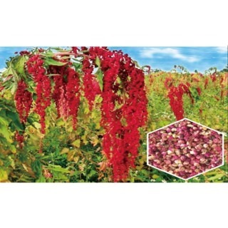 【萌田種子~】Q13 紅藜種子10公克(約9000粒) , 富含多種營養成份 ~-細節圖2