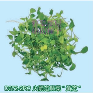 【萌田種子~】Q15 芝麻菜芽菜種子10公克(約5700粒) , 火箭菜 ,苗菜 , 富含多種維生素~-細節圖2