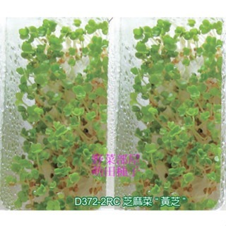 【萌田種子~】Q15 芝麻菜芽菜種子10公克(約5700粒) , 火箭菜 ,苗菜 , 富含多種維生素~-細節圖3