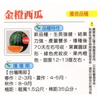 【萌田種子~】R18 金橙小玉西瓜種子6粒 , 果肉橙色 , 產量高 , 每包17元 ~-細節圖2