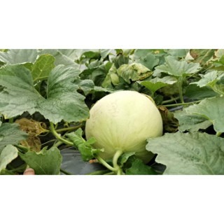 【萌田種子~】R20 甜蜜珍洋香瓜種子 1粒 , 早生品種 , 可反季節種植 ~-細節圖3