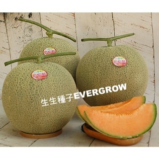 【萌田種子~】R22 愛蜜莉洋香瓜種子1粒 ,植株強建 ,強耐白粉病 ,口感細緻甜美~-細節圖2