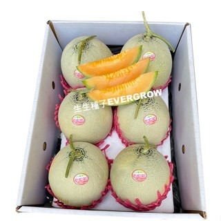 【萌田種子~】R22 愛蜜莉洋香瓜種子1粒 ,植株強建 ,強耐白粉病 ,口感細緻甜美~-細節圖3