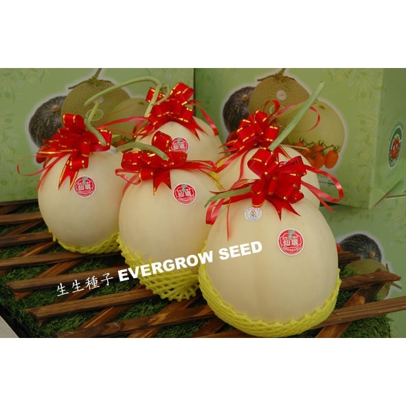 【萌田種子~】R23 仙環洋香瓜種子1粒 , 甜度高 , 結果力強 ~-細節圖3