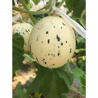 【萌田種子~】R32 斑比洋香瓜(橘肉)種子1粒 , 具特殊斑紋 , 甜度高~-細節圖3