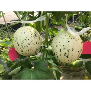 【萌田種子~】R32 斑比洋香瓜(橘肉)種子1粒 , 具特殊斑紋 , 甜度高~-細節圖4