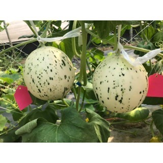 【萌田種子~】R32 斑比洋香瓜(橘肉)種子1粒 , 具特殊斑紋 , 甜度高~-細節圖4