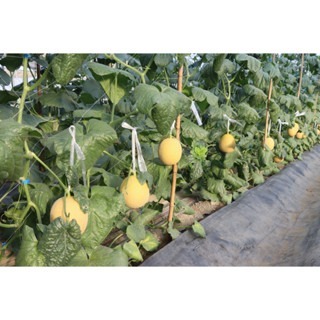 【萌田種子~】R34 旺仔洋香瓜(綠肉)種子1粒 , 耐病 , 果實硬度佳~-細節圖3