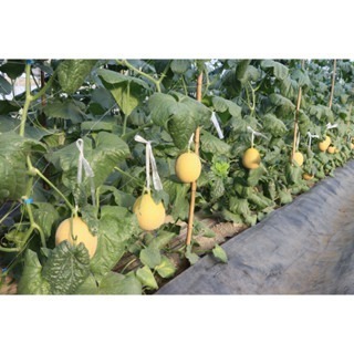 【萌田種子~】R34 旺仔洋香瓜(綠肉)種子1粒 , 耐病 , 果實硬度佳~-細節圖3