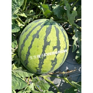 【萌田種子~】R36 榮橙冠2號西瓜種子3粒 ,不易走沙 ,夏季強著果能力佳 ~-細節圖4